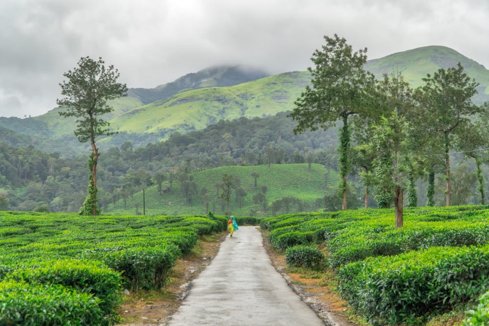 why-choose-wayanad-for-your-holidays620b99bd34f7c